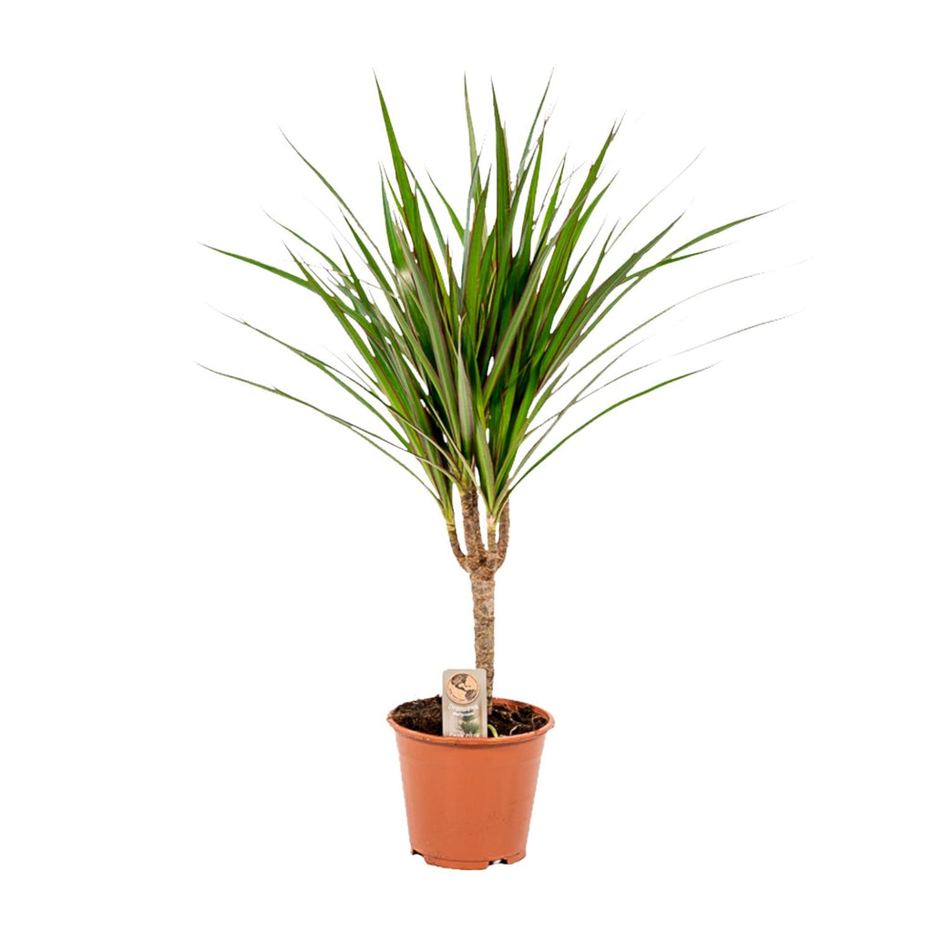 Dracaena marginata (dragetræ) – Ø14 cm, 60 cm høj