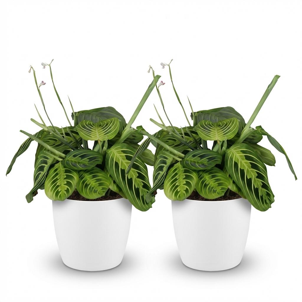 2× Maranta Fascinator Lemon Lime (Gebetsstaude) im weißen Potter-Sierpot – Ø 12 cm, 25 cm hoch