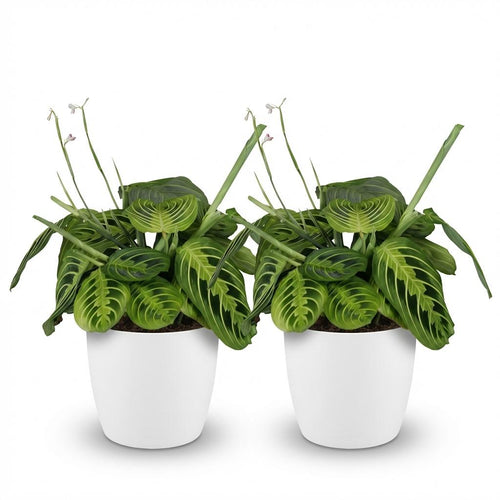 2× Maranta Fascinator Lemon Lime (gebedsplant) in Potter-sierpot wit – Ø12 cm, 25 cm hoog