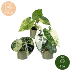 3× Baby Alocasia Tricolour Variegata (elefantøre) incl. Linnea Olive – Ø6 cm, 5–15 cm høj