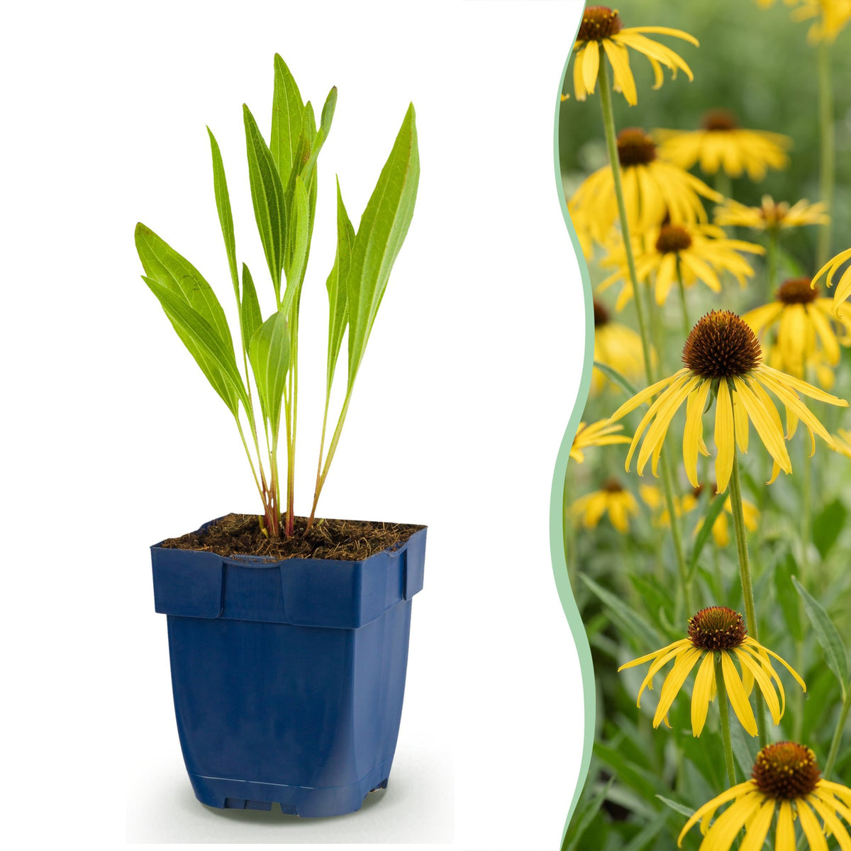 Echinacea paradoxa (échinacée paradoxe) – jaune – 12 plantes, Ø11 cm, 15–25 cm de haut