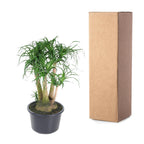 Beaucarnea vertakt (olifantspoot) – Ø41 cm, 110 cm hoog