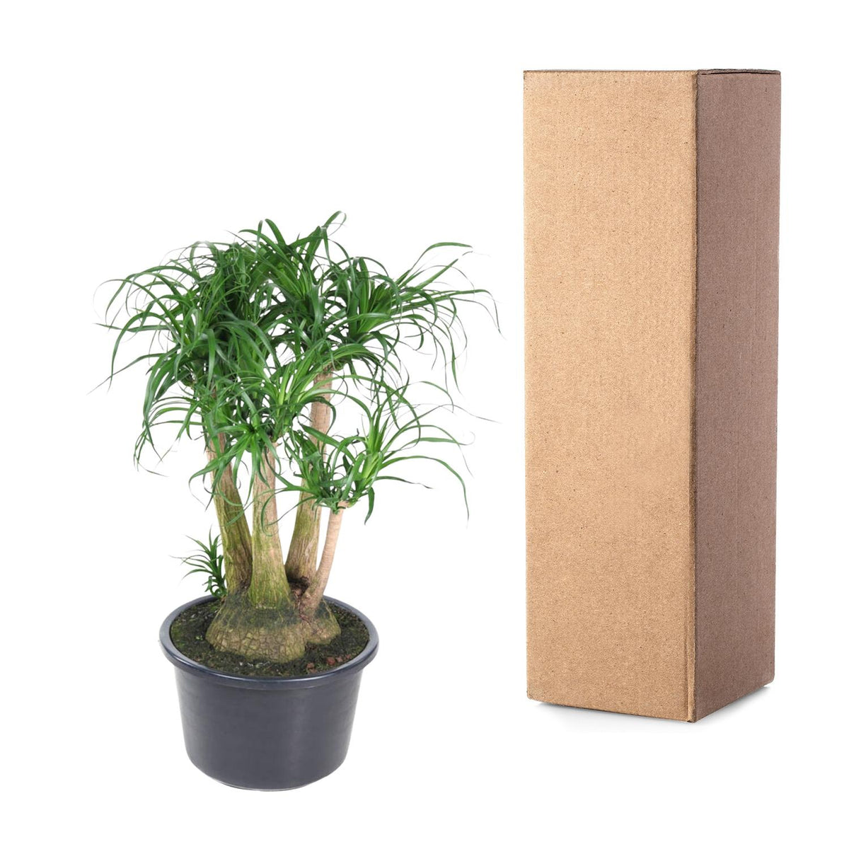 Beaucarnea vertakt (olifantspoot) – Ø41 cm, 110 cm hoog