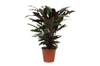 Calathea Wavestar – Ø19 cm, 80 cm hoog