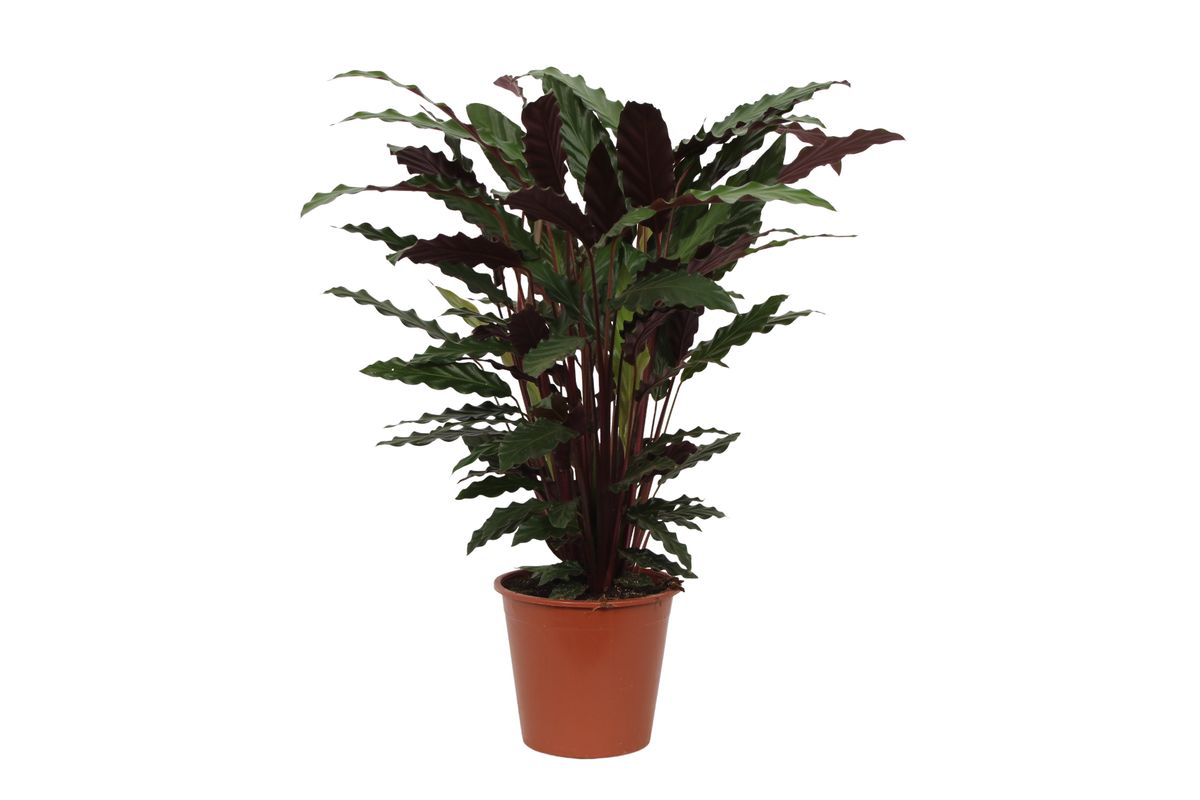 Calathea Wavestar – Ø19 cm, 80 cm de haut