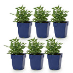 Salvia nemorosa 'Sense Deep Pink' (Salbei) – rosa – 6 Pflanzen, Ø 11 cm, 15–25 cm hoch