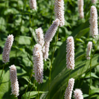 Persicaria bistorta 'Superba' (Königskerze) – 60 Pflanzen, Ø 9 cm, 10–25 cm hoch