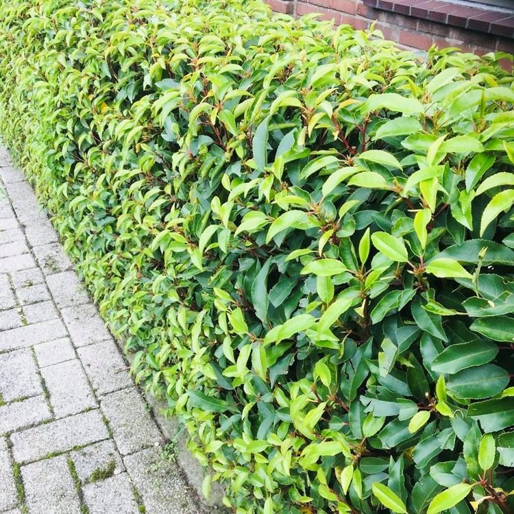 Prunus lusitanica angustifolia (Portuguese laurel) – 6 plants, Ø17 cm, 50 cm high – photo 4
