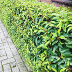 Prunus lusitanica angustifolia (Portuguese laurel) – 6 plants, Ø17 cm, 50 cm high