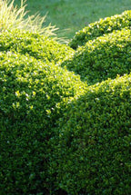 Buxus sempervirens – 12 plants, Ø9 cm, 10–25 cm high
