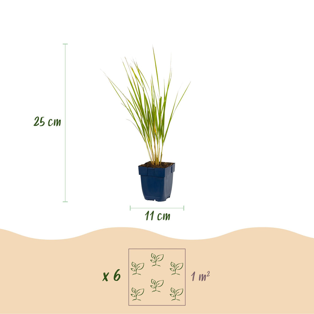 Calamagrostis 'Karl Foerster' (stipe) – 12 plants, Ø11 cm, 15–25 cm de haut – photo 3