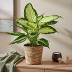 2× Dieffenbachia met mand – Ø17 cm, 45–50 cm hoog