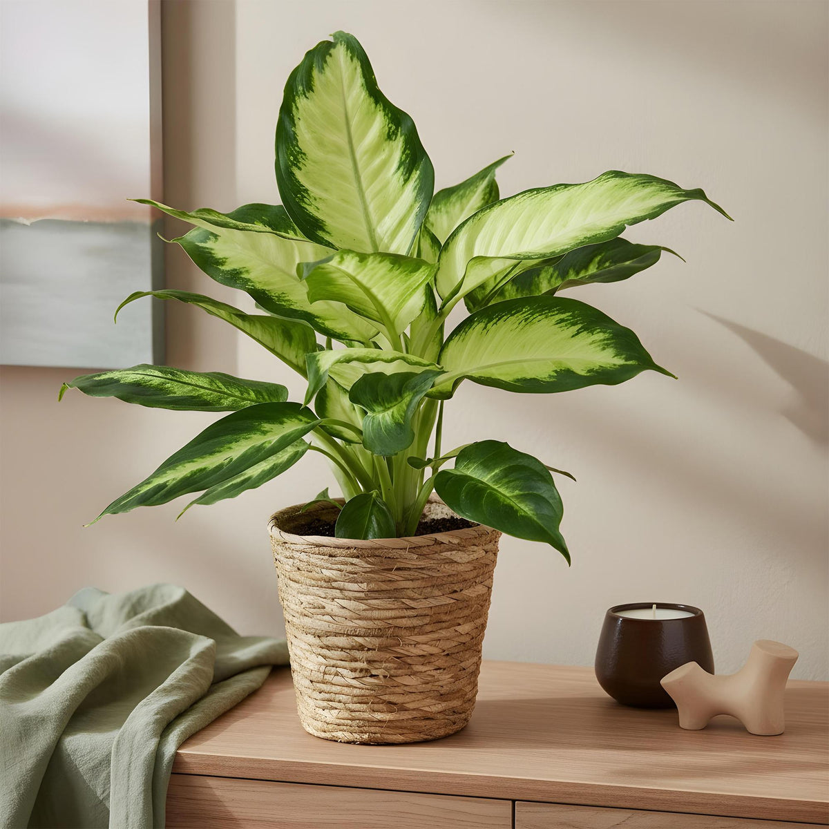 2× Dieffenbachia met mand – Ø17 cm, 45–50 cm hoog