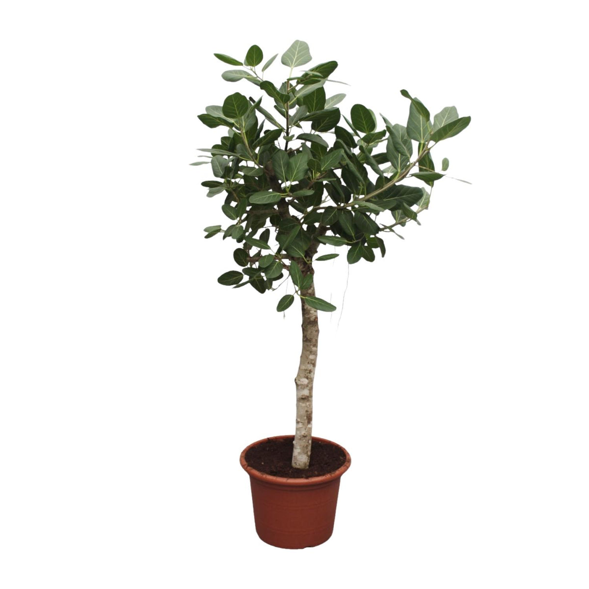 Ficus Benghalensis boom – Ø50 cm, 200 cm hoog