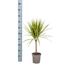 Dracaena marginata Sunray (dragetræ) – Ø17 cm, 60–80 cm høj