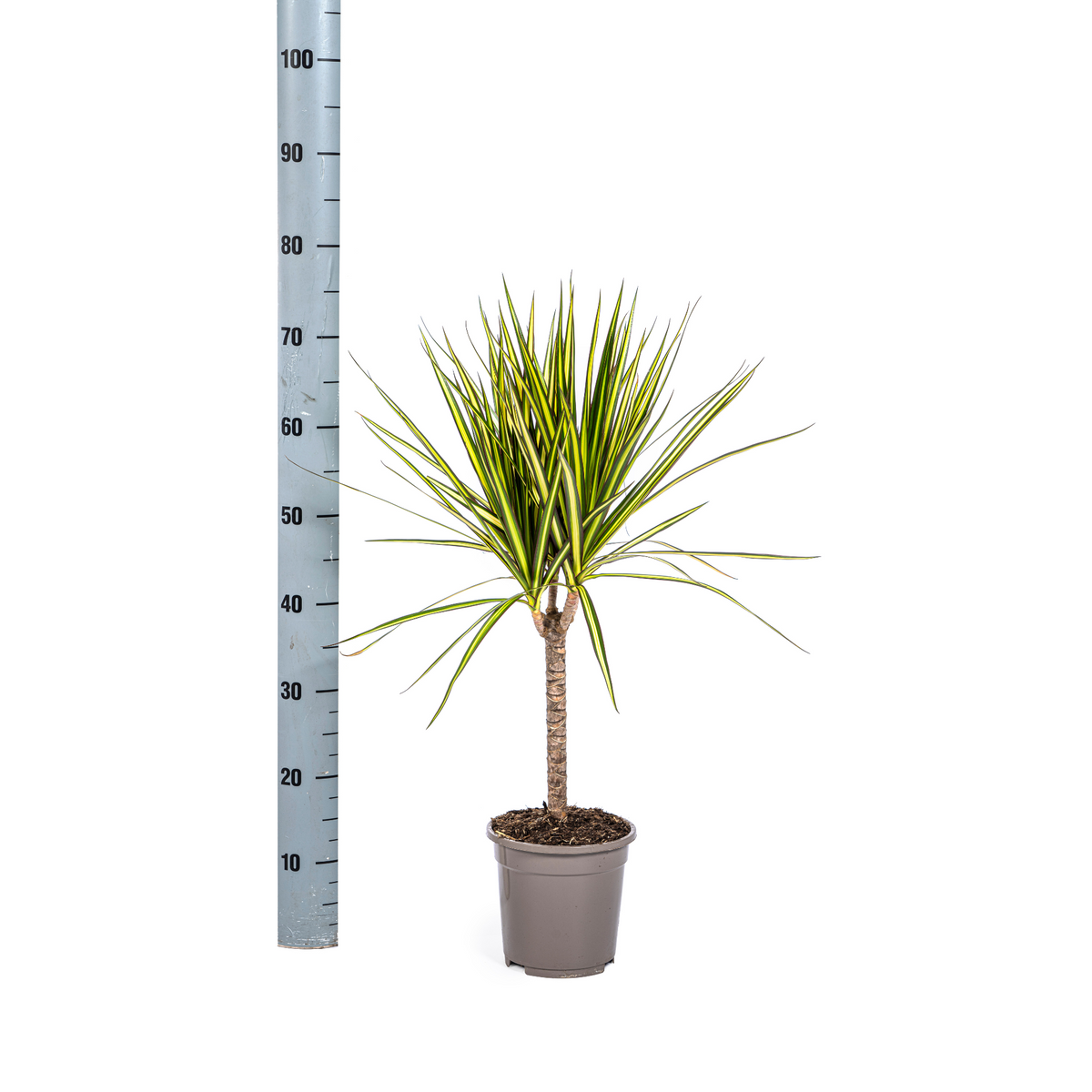 Dracaena marginata Sunray (drakenboom) – Ø17 cm, 60–80 cm hoog
