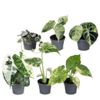 6× jeunes plantes Variegata mix – Ø6 cm, 10–15 cm de haut