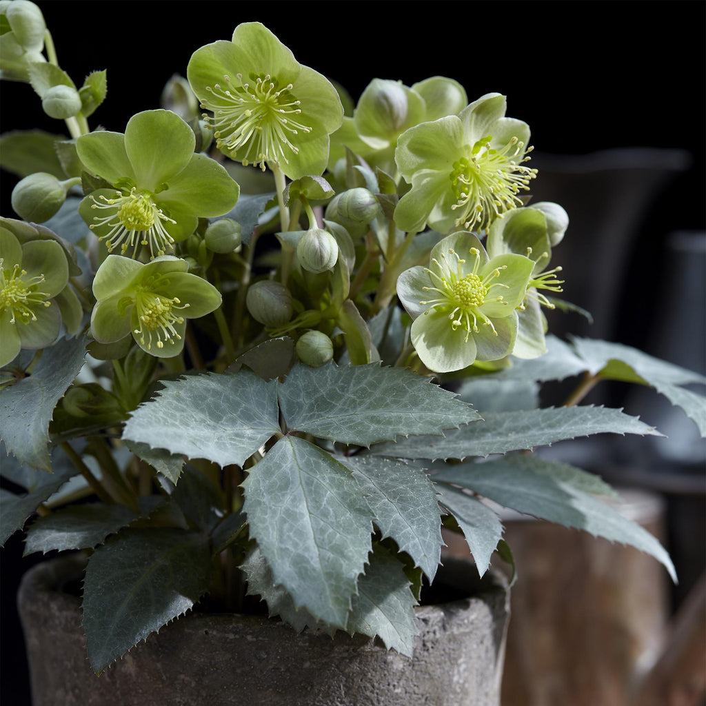 Helleborus sternii 'Silver Dollar' (Sternhalmi) – 2 Pflanzen, Ø 14 cm, 35 cm hoch – Bild 5