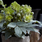 Helleborus sternii 'Silver Dollar' (Sternhalmi) – 2 Pflanzen, Ø 14 cm, 35 cm hoch