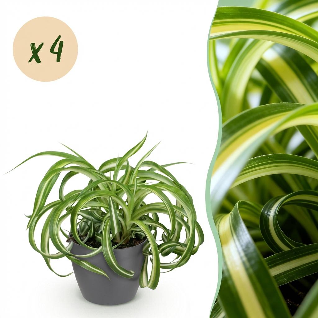 4× Chlorophytum comosum Bonnie (plante-araignée) en pot décoratif Potter gris – Ø12 cm, 20 cm de haut