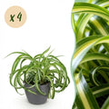 4× Chlorophytum comosum Bonnie (plante-araignée) en pot décoratif Potter gris – Ø12 cm, 20 cm de haut