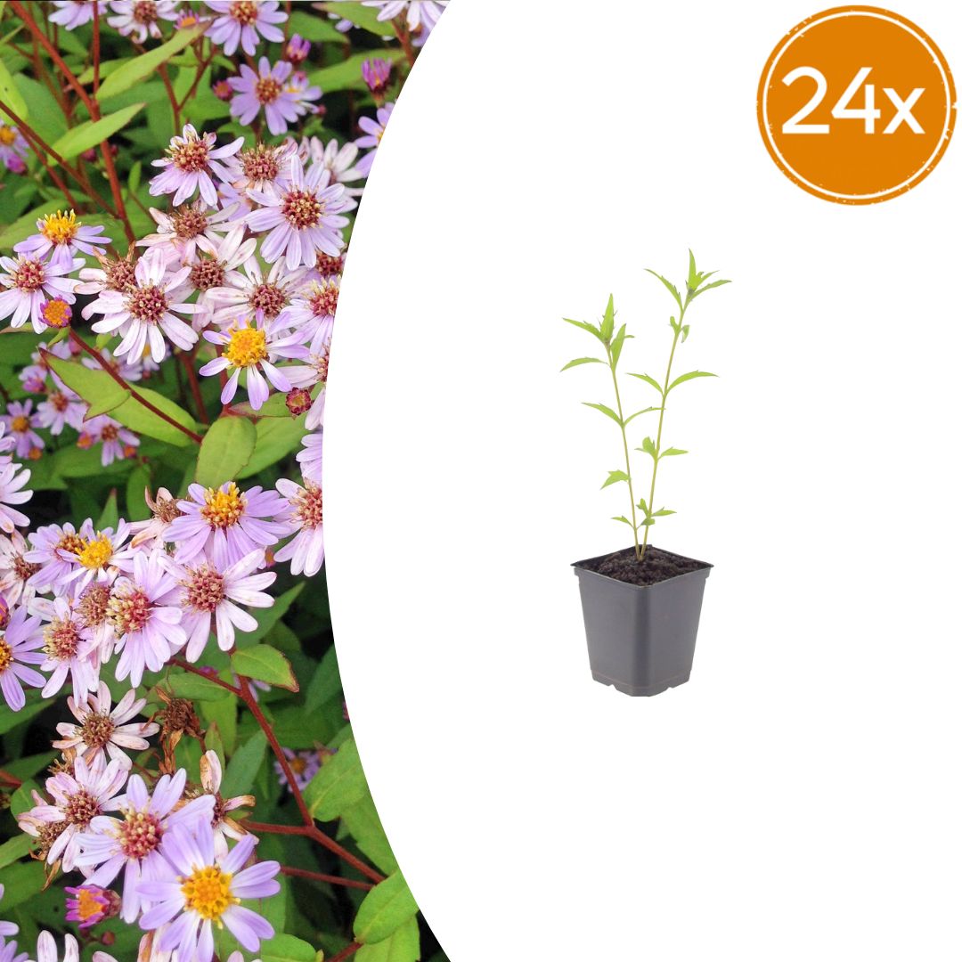 Kalimeris incisa 'Blue Star' (Japanse aster) – 24 planten, Ø9 cm, 10–25 cm hoog