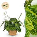 2× Maranta Fascinator Lemon Lime (gebedsplant) met mand – Ø12 cm, 25 cm hoog