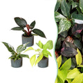 3× Philodendron tricolore bébé incl. Linnea Misty Blue – Ø6 cm, 10–15 cm de haut