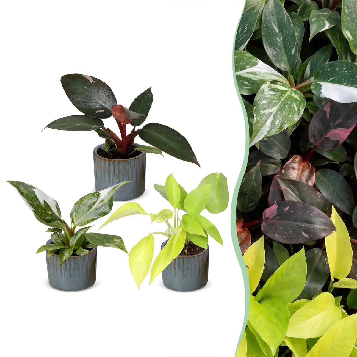 3× Baby Philodendron Tricolour incl. Linnea Misty Blue – Ø6 cm, 10–15 cm høj