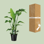 Strelitzia nicolai (weiße Paradiesvogelblume) – Ø 19 cm, 90 cm hoch