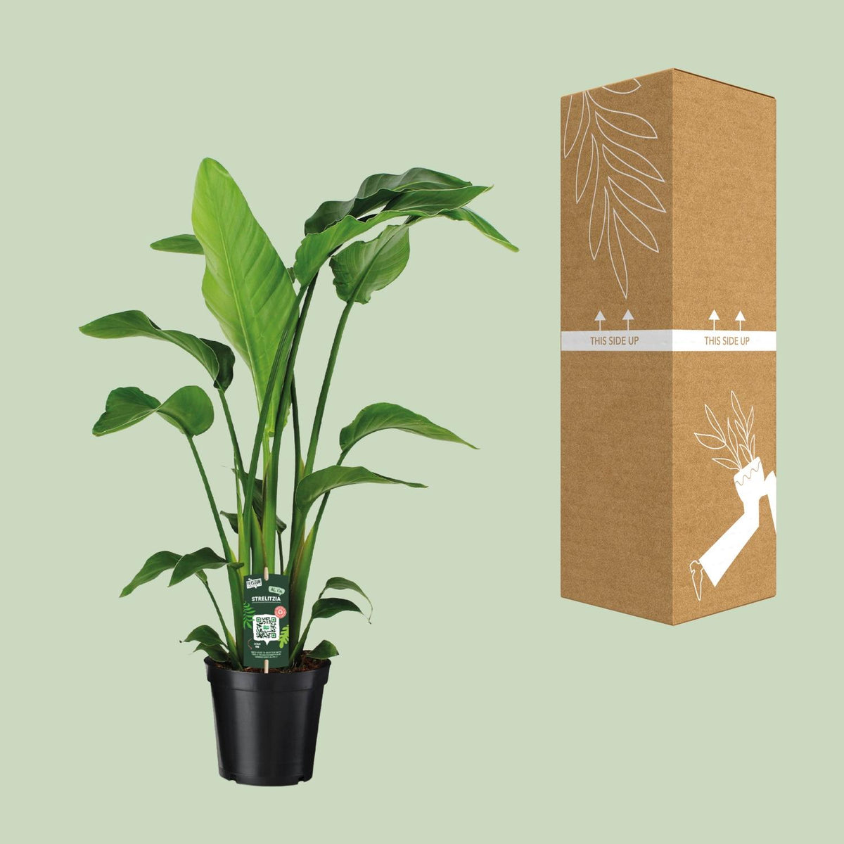 Strelitzia nicolai (weiße Paradiesvogelblume) – Ø 19 cm, 90 cm hoch