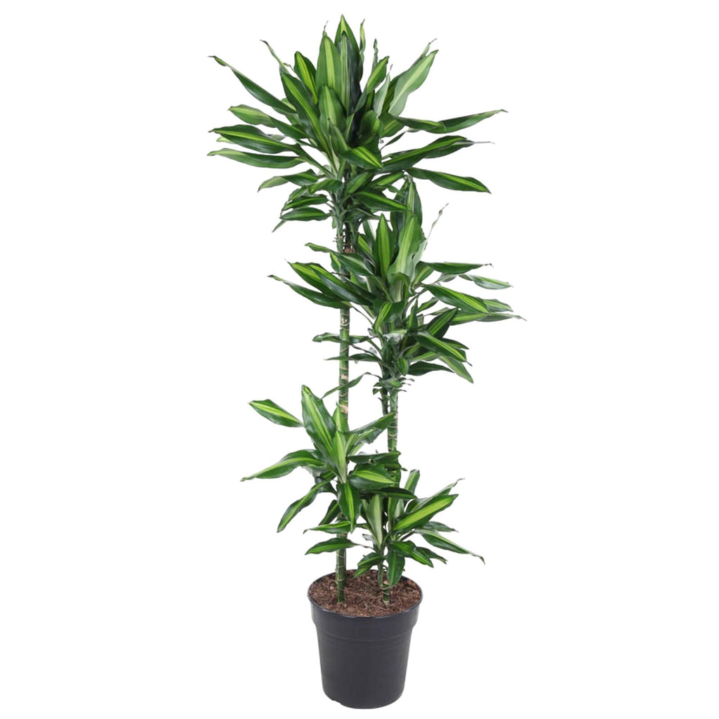 Dracaena Cintho (Drachenbaum) – Ø 27 cm, 150 cm hoch