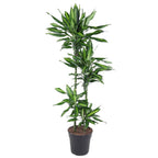 Dracaena Cintho (Drachenbaum) – Ø 27 cm, 150 cm hoch