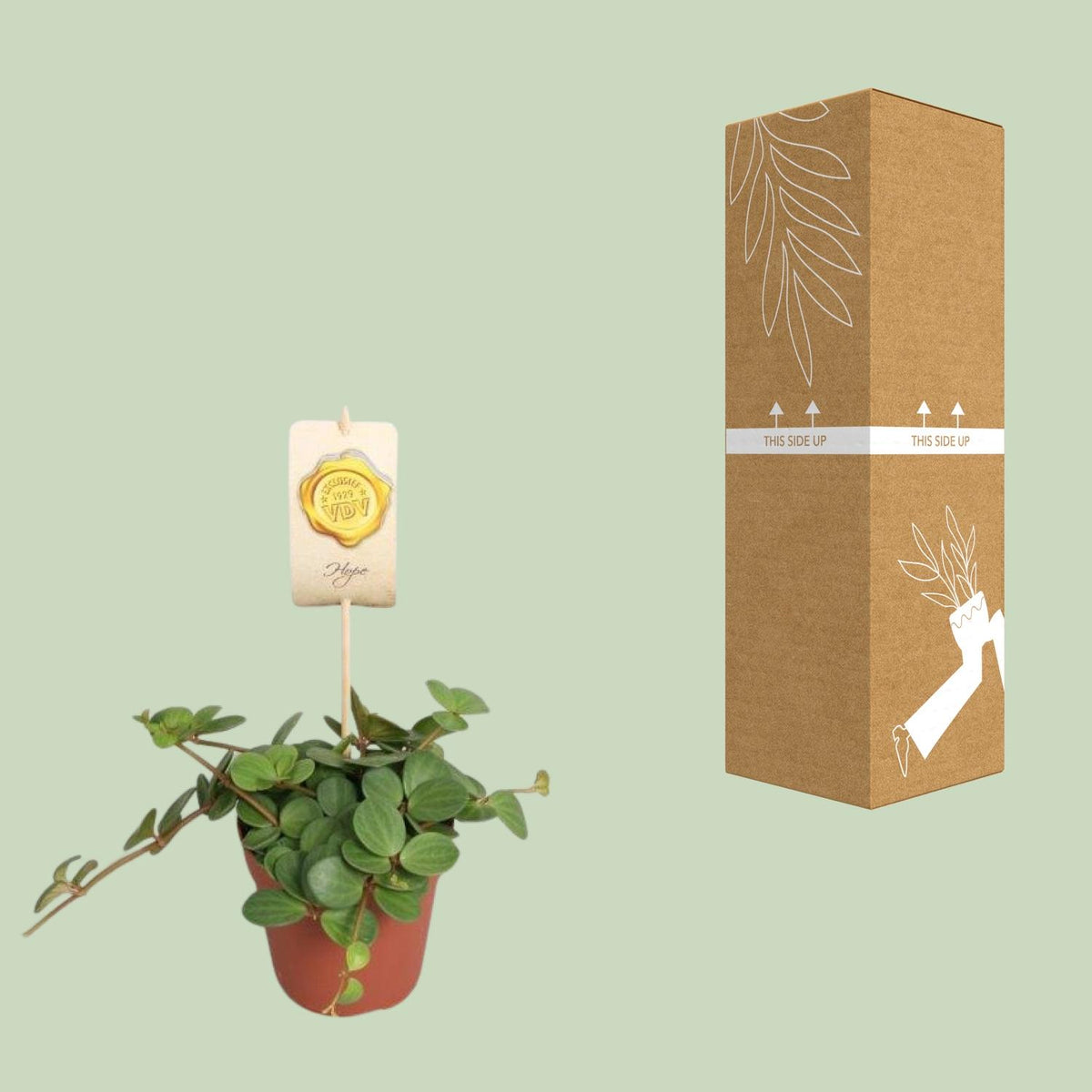 Peperomia Hope – Ø12 cm, 15 cm høj