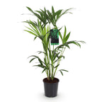 Howea forsteriana (Kentiapalme) – Ø 19 cm, 80–85 cm hoch