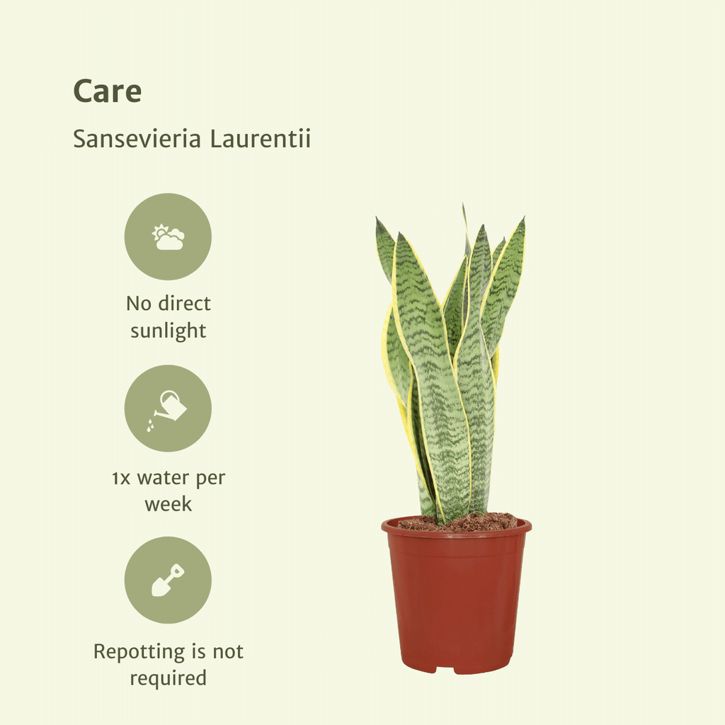 2× Sansevieria Laurentii (vrouwentong) – Ø14 cm, 40 cm hoog – foto 5