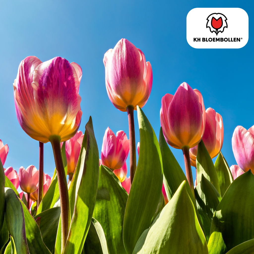 Tulipe 'Light and Dreamy' – 20 bulbes (calibre 11/12)