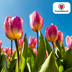 Tulipe 'Light and Dreamy' – 20 bulbes (calibre 11/12)