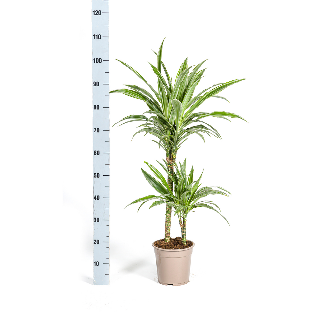 Dracaena Deremensis White Stripe (Drachenbaum) – Ø 19 cm, 70–90 cm hoch