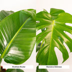 Strelitzia nicolai (Monstera) med kurv selin – Ø19 cm, 85 cm høj