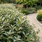 Elaeagnus ebbingei 'Compacta' (olivenpil) – 8 planter, Ø9 cm, 25–35 cm høje