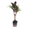 Cordyline fruticosa 'Purple Compacta' (Dracaena) – Ø6 cm