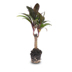 Cordyline fruticosa 'Purple Compacta' (Dracaena) – Ø6 cm