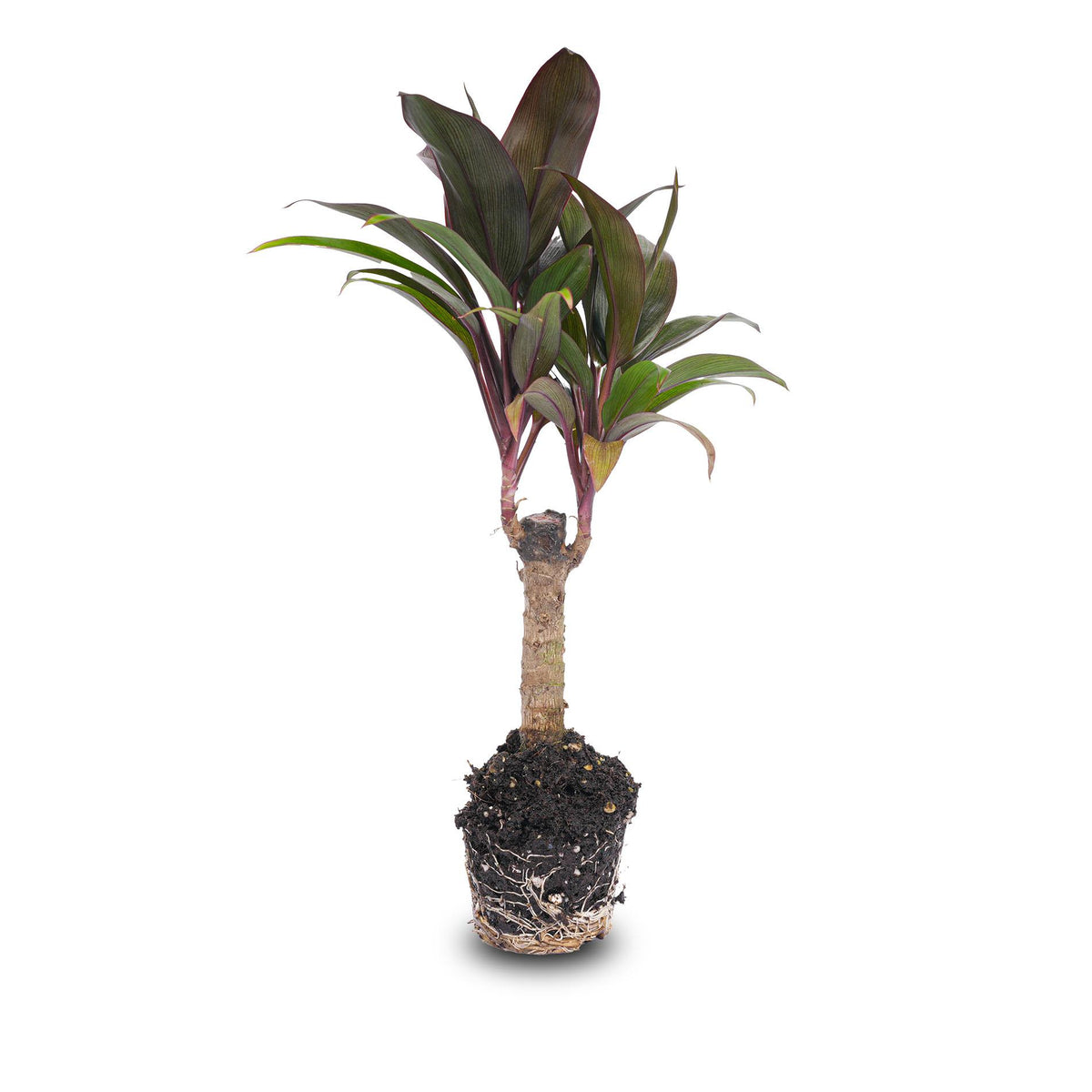 Cordyline fruticosa 'Purple Compacta' (Dracaena) – Ø6 cm
