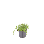 Thymus serpyllum (tijm) – 6 planten, Ø9 cm, 10–25 cm hoog