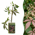 Parthenocissus henryana (vigne vierge chinoise) – 6 plants, Ø9 cm, 35 cm de haut