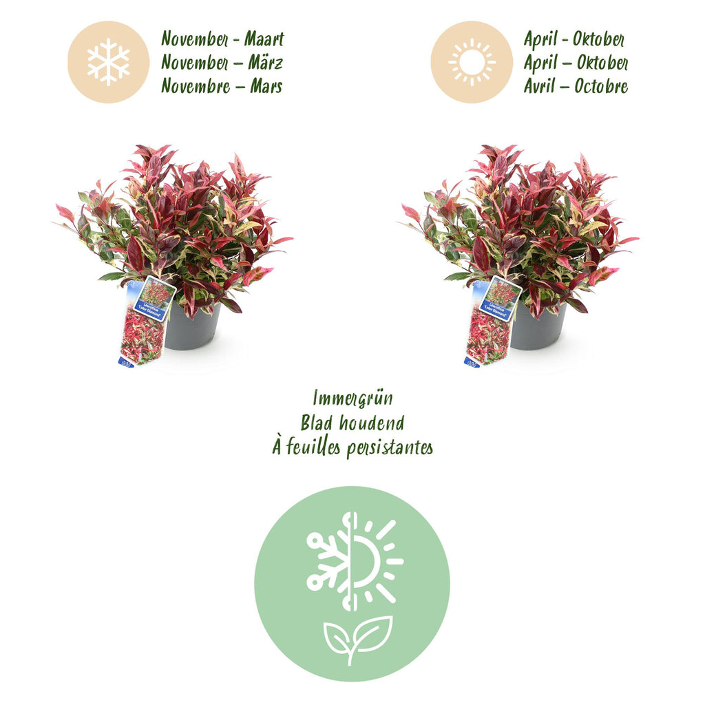 Leucothoe 'Colour Diamond' – brunet – Ø17 cm, 45 cm høj – billede 9