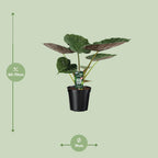 Alocasia Wentii (elefantøre) – Ø19 cm, 70 cm høj