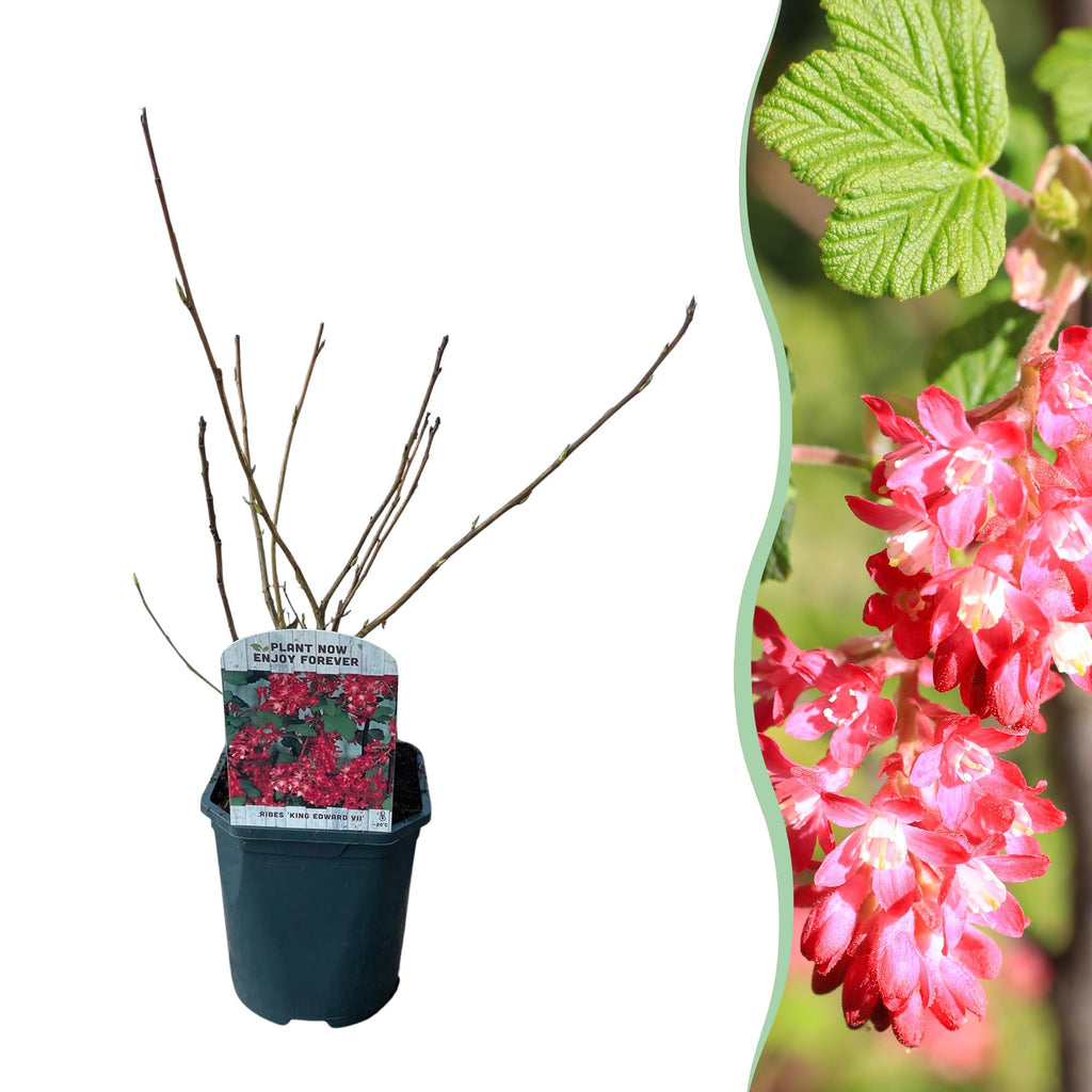 Ribes sanguineum 'King Edward' (redcurrant) – red – Ø17 cm, 45 cm high
