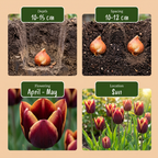 Tulp 'My Favourite Topping' – 15 bloembollen (bolmaat 11/12)